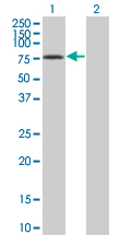 WB - GTPBP1 Antibody (monoclonal) (M01) AT2297a
