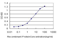 E - HOXD11 Antibody (monoclonal) (M01) AT2425a