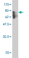 WB - KPTN Antibody (monoclonal) (M01) AT2649a