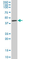 WB - KPTN Antibody (monoclonal) (M01) AT2649a