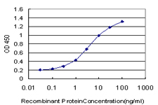 E - MAK Antibody (monoclonal) (M02) AT2768a