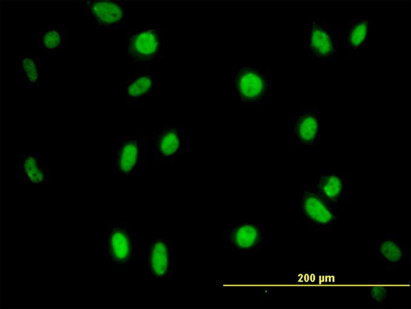 IF - MPG Antibody (monoclonal) (M07) AT2888a