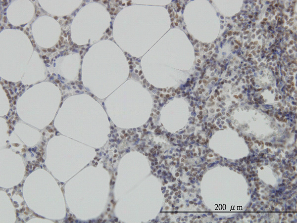 IHC - MPG Antibody (monoclonal) (M07) AT2888a