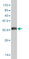 WB - MPG Antibody (monoclonal) (M07) AT2888a