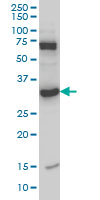 WB - MPG Antibody (monoclonal) (M07) AT2888a