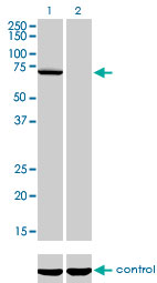 WB - MPP3 Antibody (monoclonal) (M01) AT2895a