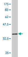 WB - NDOR1 Antibody (monoclonal) (M01) AT2990a