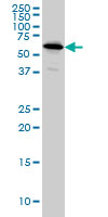 WB - NDOR1 Antibody (monoclonal) (M01) AT2990a