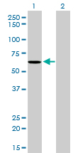 WB - NDOR1 Antibody (monoclonal) (M01) AT2990a
