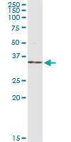 WB - NR0B2 Antibody (monoclonal) (M01) AT3092a