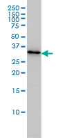 WB - PDCL3 Antibody (monoclonal) (M01) AT3249a