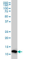 WB - PFN2 Antibody (monoclonal) (M04) AT3274a
