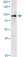 WB - PHC1 Antibody (monoclonal) (M05) AT3293a