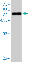 WB - PL6 Antibody (monoclonal) (M01) AT3326a