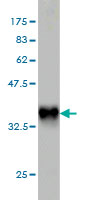 WB - PLA2G12A Antibody (monoclonal) (M01) AT3327a