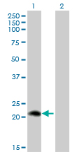 WB - PLA2G12A Antibody (monoclonal) (M01) AT3327a