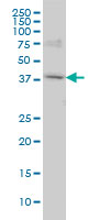 WB - POLR1C Antibody (monoclonal) (M05) AT3373a