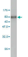 WB - PSCD1 Antibody (monoclonal) (M01) AT3449a