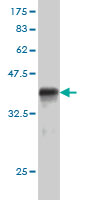 WB - RACGAP1 Antibody (monoclonal) (M01) AT3542a