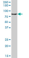 WB - RACGAP1 Antibody (monoclonal) (M01) AT3542a