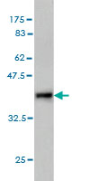 WB - RASGEF1C Antibody (monoclonal) (M01) AT3578a