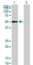 WB - RASGEF1C Antibody (monoclonal) (M01) AT3578a