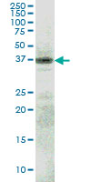 WB - RFNG Antibody (monoclonal) (M08) AT3623a