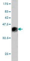 WB - SALF Antibody (monoclonal) (M01) AT3768a