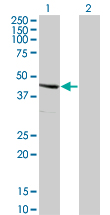 WB - SERPINE2 Antibody (monoclonal) (M01) AT3825a