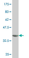 WB - SIGLEC6 Antibody (monoclonal) (M02) AT3887a
