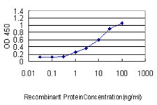 E - SNX25 Antibody (monoclonal) (M01) AT3986a
