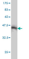 WB - STAC Antibody (monoclonal) (M01) AT4054a