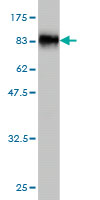 WB - SUOX Antibody (monoclonal) (M01) AT4105a
