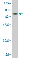 WB - TADA3L Antibody (monoclonal) (M02) AT4135a