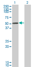 WB - TIPIN Antibody (monoclonal) (M01) AT4247a