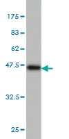 WB - TOMM22 Antibody (monoclonal) (M01) AT4302a