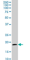 WB - TOMM22 Antibody (monoclonal) (M01) AT4302a