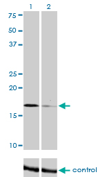 WB - TOMM22 Antibody (monoclonal) (M01) AT4302a