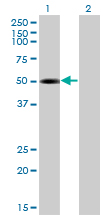WB - TRIP6 Antibody (monoclonal) (M04) AT4364a