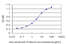 E - UMPS Antibody (monoclonal) (M05) AT4467a