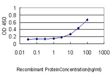 E - ZAK Antibody (monoclonal) (M02) AT4567a