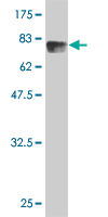 WB - ZAK Antibody (monoclonal) (M02) AT4567a