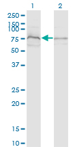 WB - ZDHHC8 Antibody (monoclonal) (M02) AT4571a