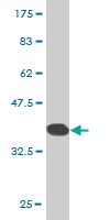 WB - ZNF133 Antibody (monoclonal) (M01) AT4588a