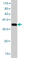 WB - ZNF136 Antibody (monoclonal) (M03) AT4589a