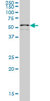 WB - ZNF136 Antibody (monoclonal) (M03) AT4589a