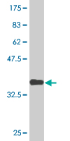 WB - ZNF397 Antibody (monoclonal) (M02) AT4636a