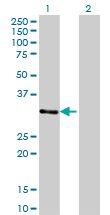 WB - ZNF397 Antibody (monoclonal) (M02) AT4636a
