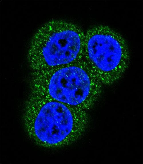 Confocal immunofluorescent analysis of Actin (ACTB/ACTC) Antibody (N-term)(Cat#AP1491a) with Hela cell followed by Alexa Fluor 488-conjugated goat anti-rabbit lgG (green).DAPI was used to stain the cell nuclear (blue).