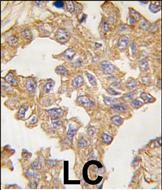 IHC-P - Actin (ACTB/ACTC) Antibody (N-term) AP1491a